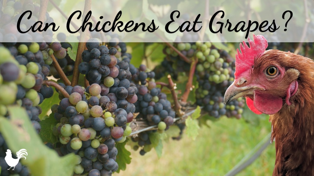 Can Chickens Eat Grapes?