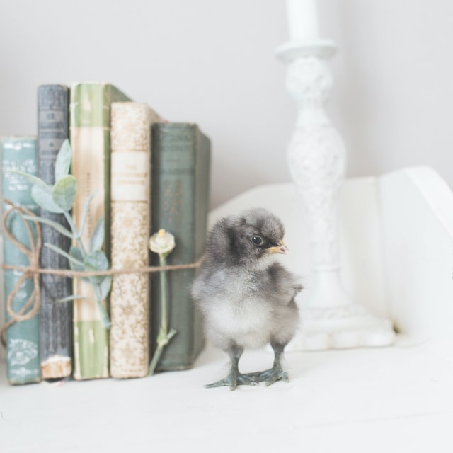 Raising Silkie Chickens - Introduction