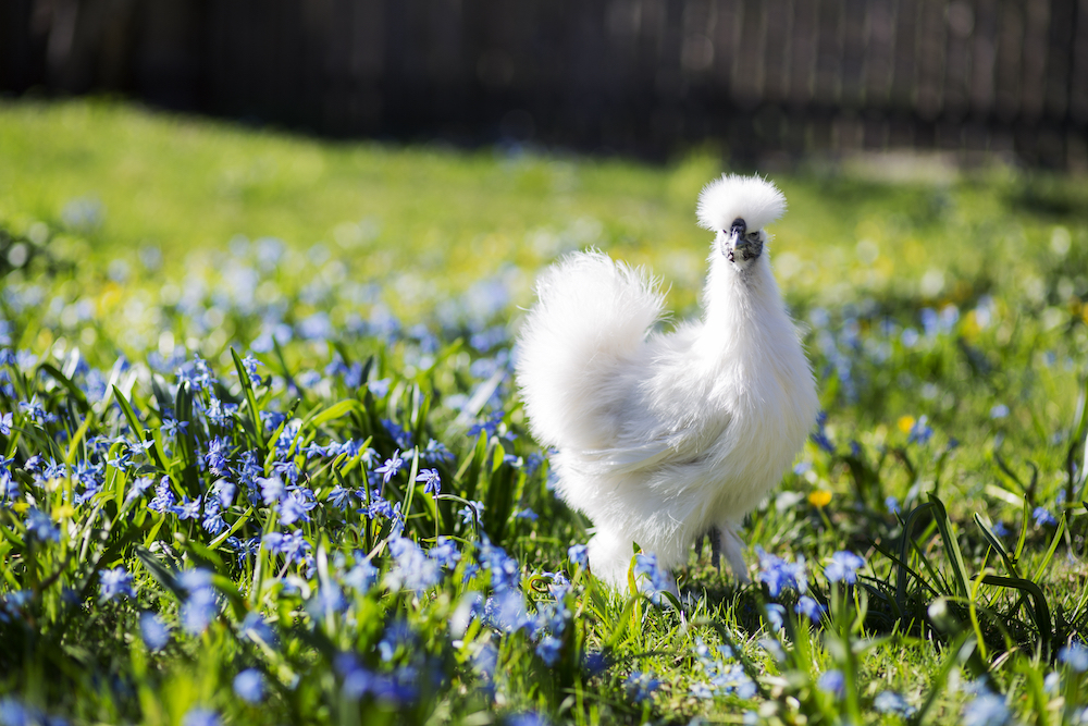 Raising Silkies: What are these fluffy chickens?