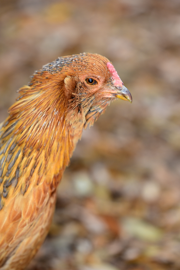 Golden Ameraucana Chicken 