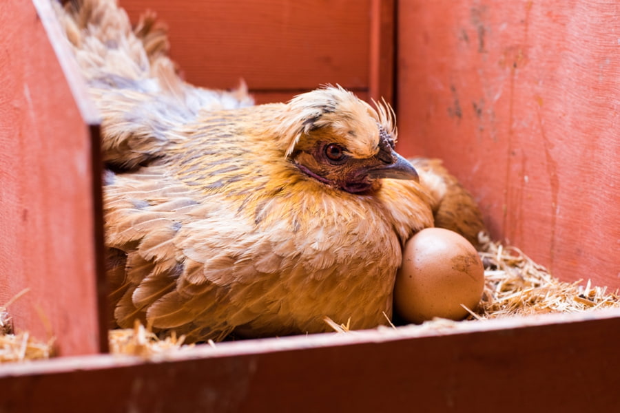 Hen Nesting