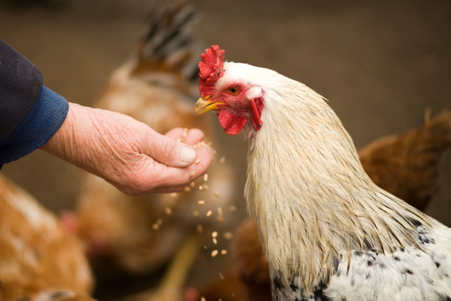 Change Your Chicken Feed