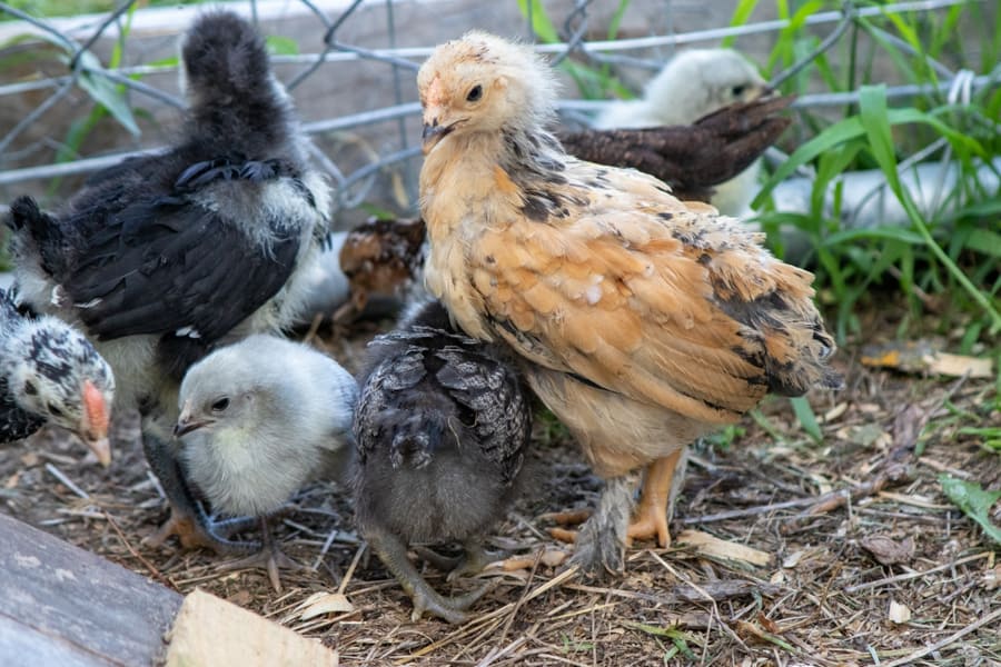 What to Know About Chickens and Changing Temperatures