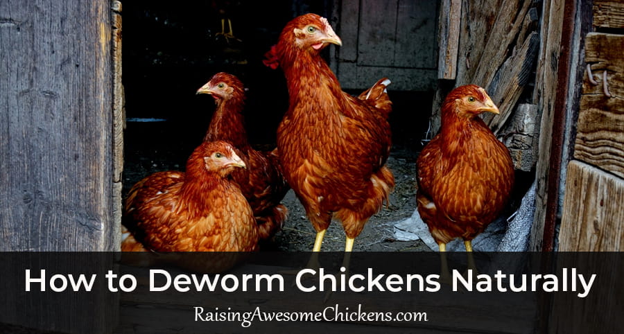 Deworm Chickens