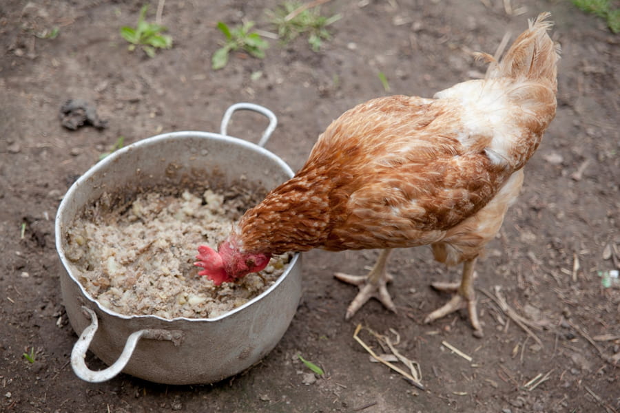 How to Get Chickens to Lay Eggs Again