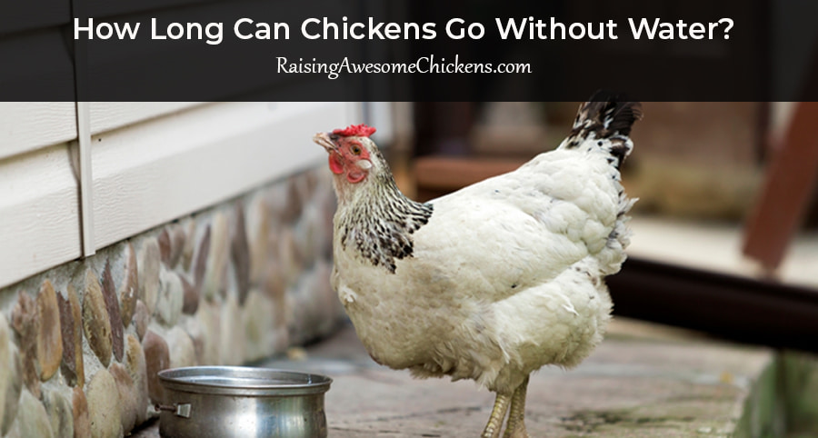 How Long Can Chickens Go Without Water