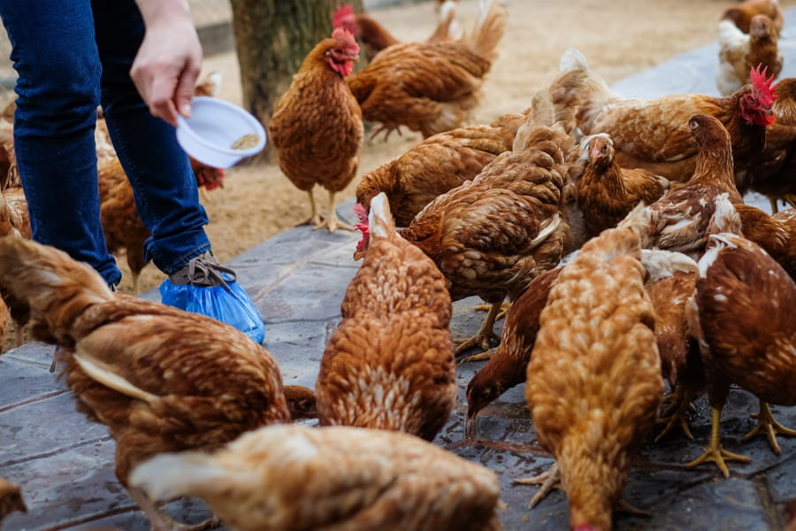 Successfully Introducing New Chickens to an Existing Flock: A Step-by-Step Guide