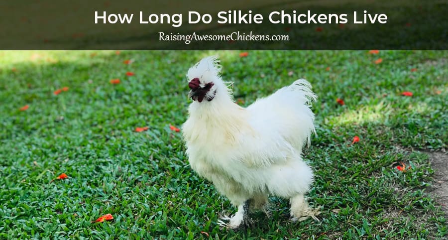 How Long Do Silkie Chickens Live