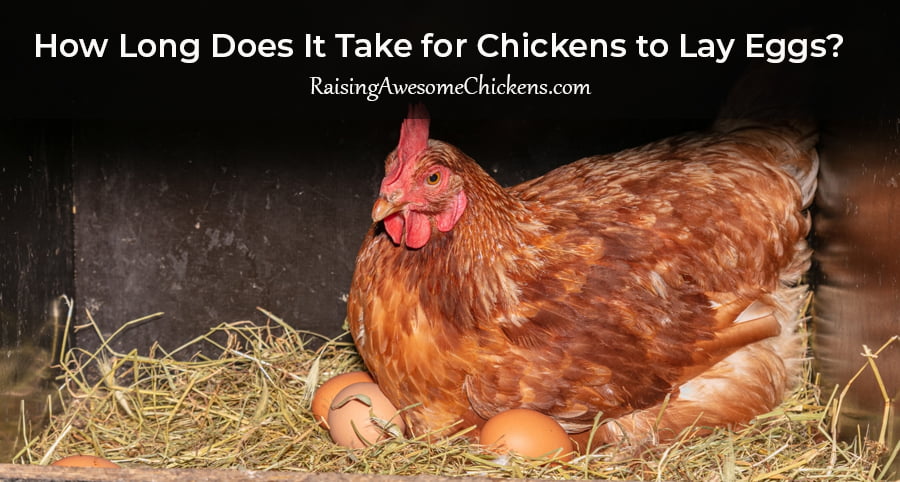 How Long Does It Take for Chickens to Lay Eggs