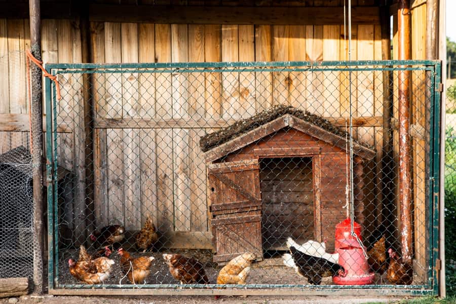 How Many Chickens Will an 8x8 Coop Hold