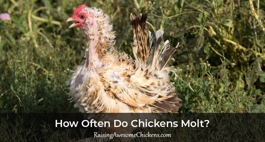 How Often Do Chickens Molt
