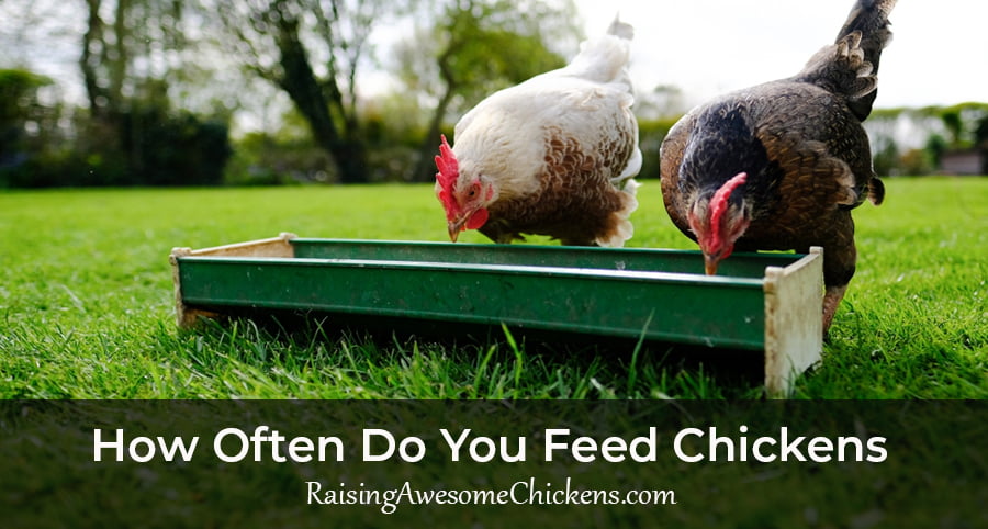 How Often Do You Feed Chickens