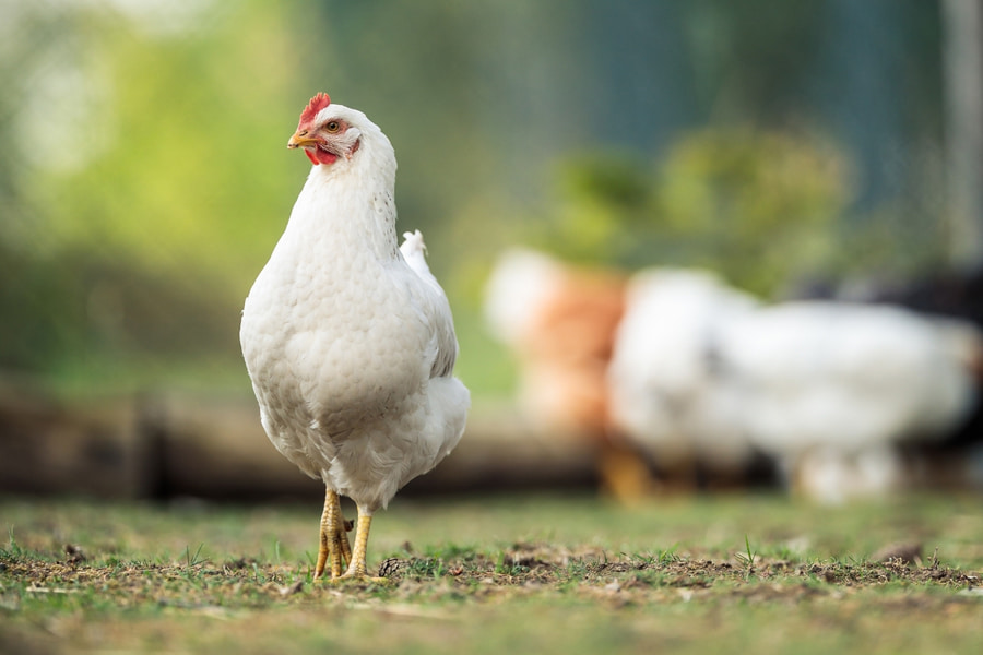 How To Get Your Chicken to Become Broody