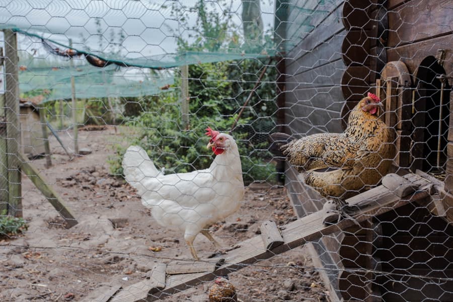 How to Create the Perfect-sized Chicken Coop