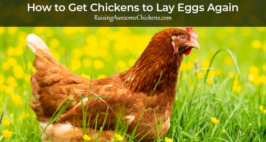 How to Get Chickens to Lay Eggs Again