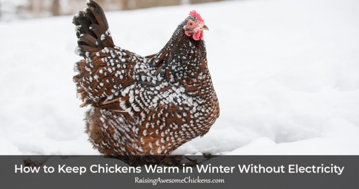 how-to-keep-chickens-warm-in-winter-without-electricity