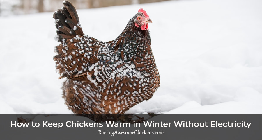 How to Keep Chickens Warm in Winter Without Electricity
