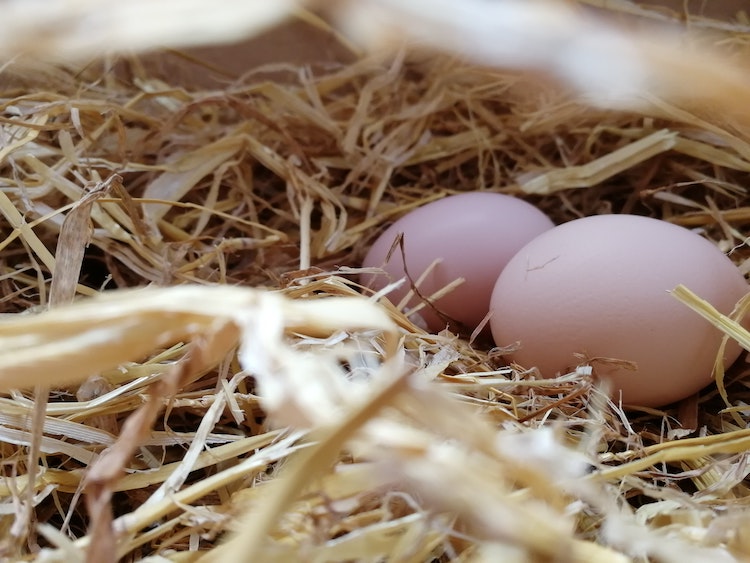 Nesting Material for Chickens