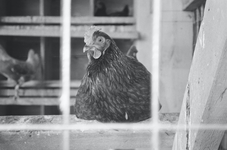 Nesting Material for Chickens