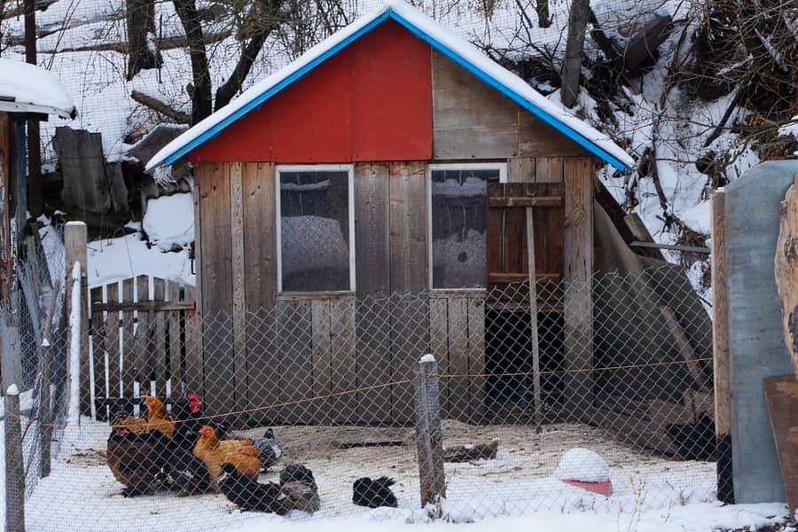 Should You Insulate a Chicken Coop
