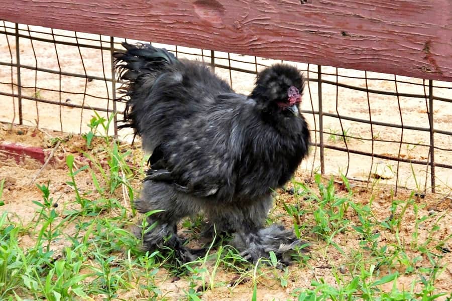 Silkie Chickens Lay Eggs