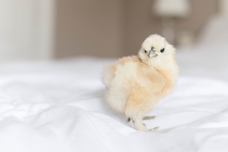 Silkie Chick