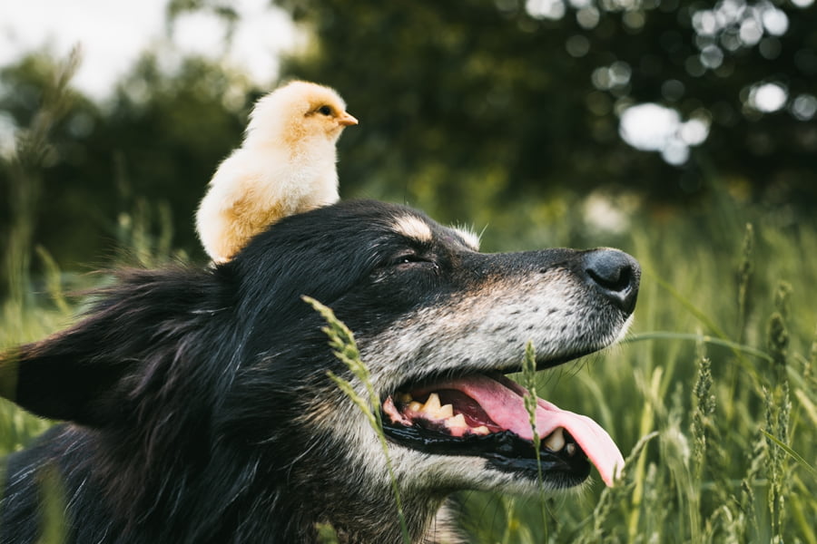 What Animal is The Best to Protect Chickens