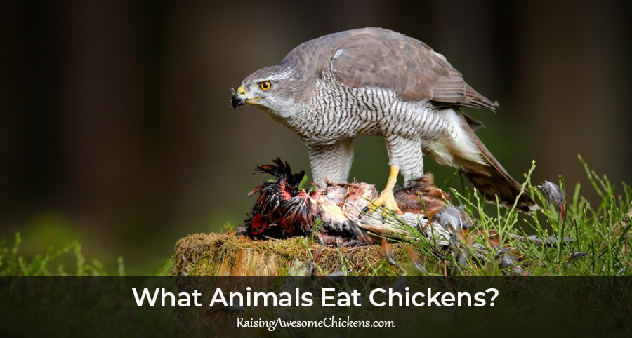 What Animals Eat Chickens