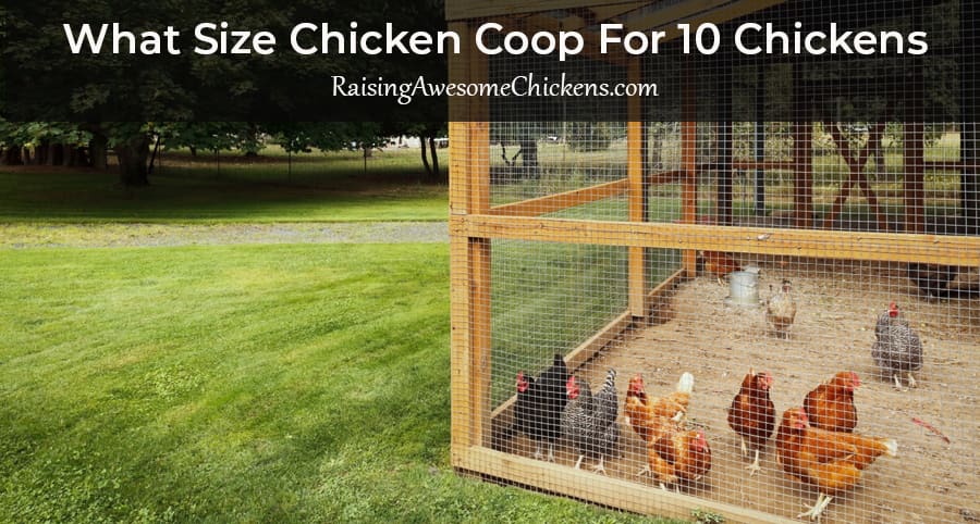 What Size Chicken Coop For 10 Chickens