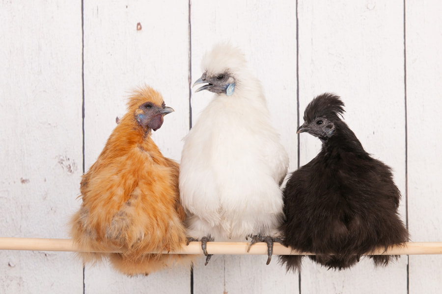 What is The Lifespan of a Silkie Chicken