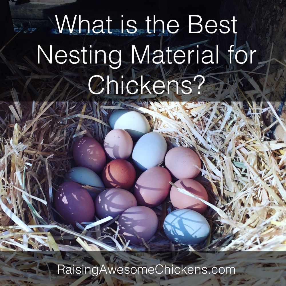What is the Best Nesting Material for Chickens?