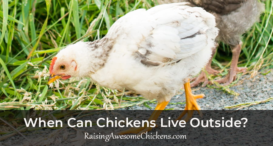 When Can Chickens Live Outside