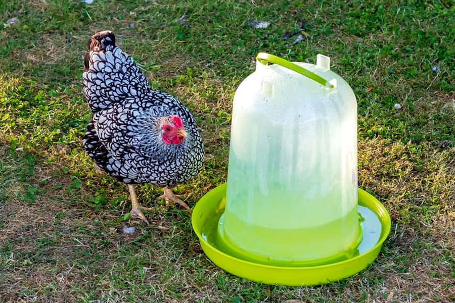 Why is Water So Important for Your Chickens