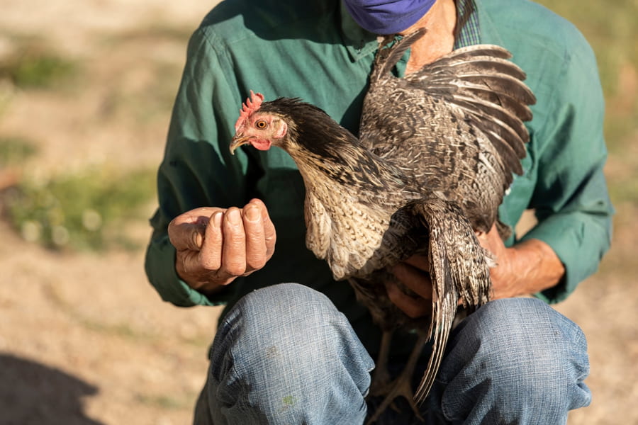 How To Clip Chicken Wings   3 Steps To Clipping Your Chickens Wings 