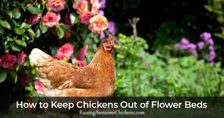 how-to-keep-chickens-out-of-flower-beds