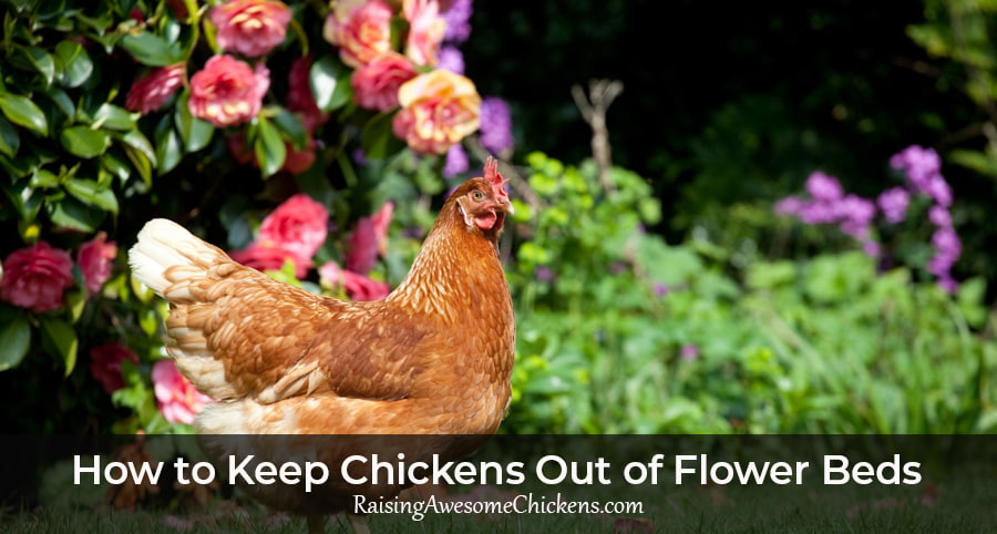 Chickens Out of Flower Beds