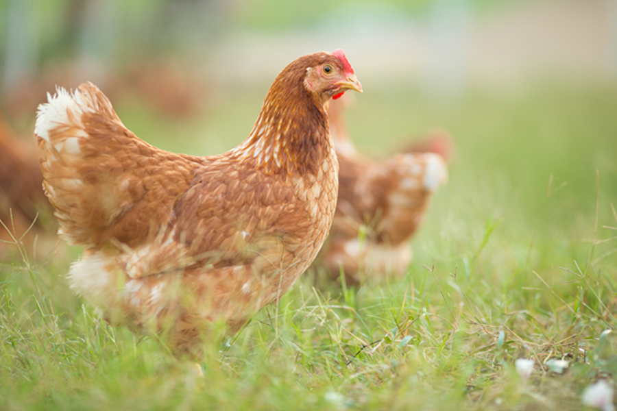How Do Chickens Reproduce   