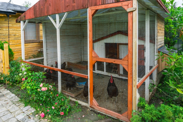 how-to-keep-chickens-out-of-flower-beds