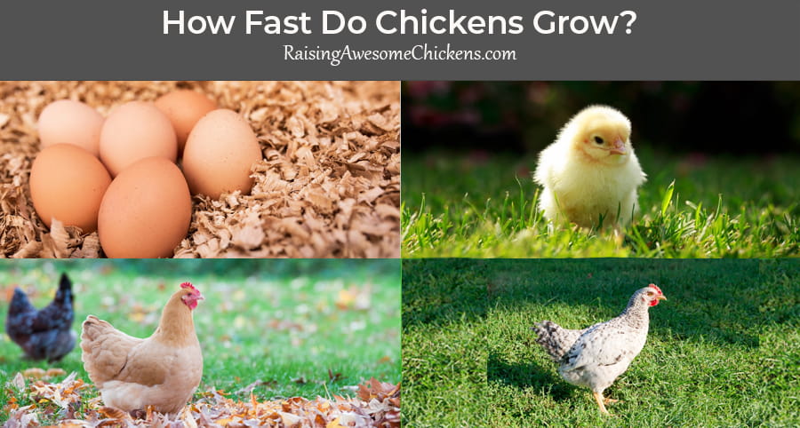 How Fast Do Chickens Grow