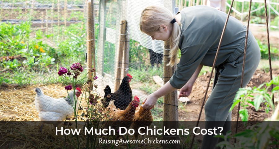 How Much Do Chickens Cost