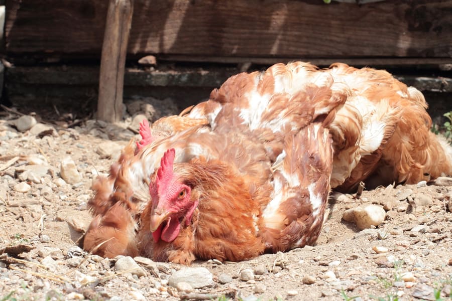 How-To-Make-a-DIY-Chicken-Dust-Bath