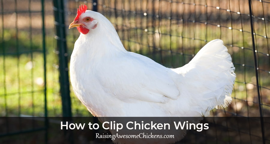 How to Clip Chicken Wings