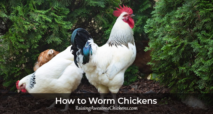 How to Worm Chickens