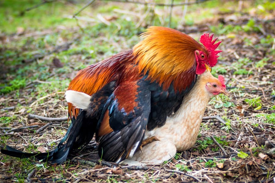 The Dangers of Chickens Mating - Rooster mounts a hen