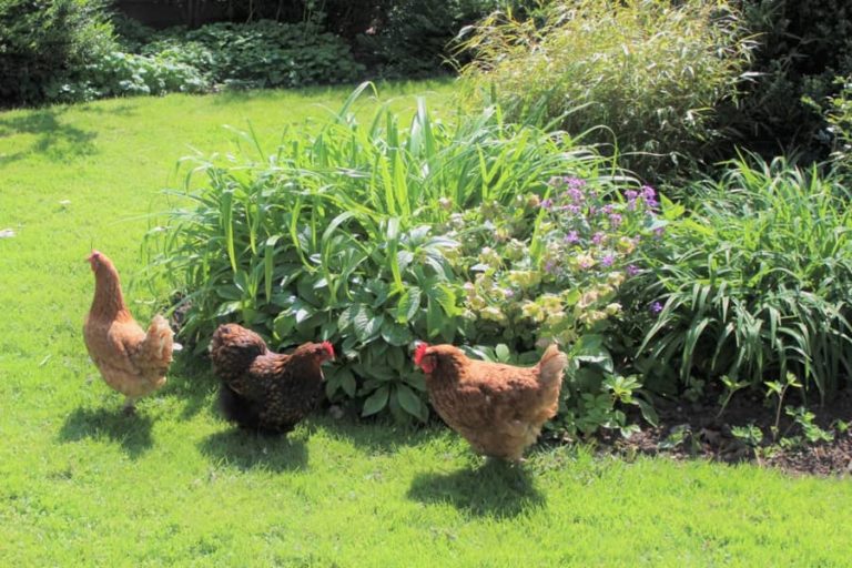 how-to-keep-chickens-out-of-flower-beds