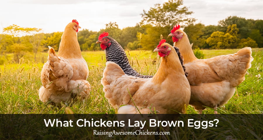 What-Chickens-Lay-Brown-Eggs