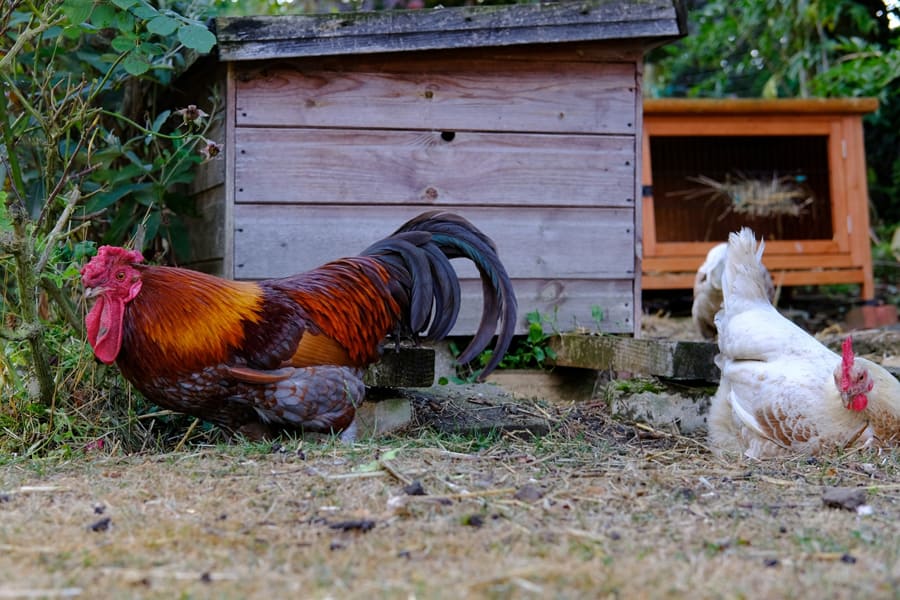 Why Chickens Require a Dust Bath Area