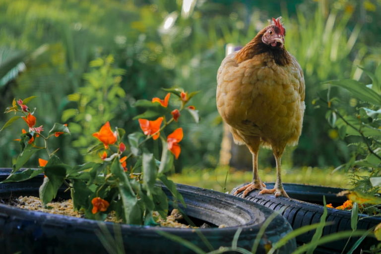 how-to-keep-chickens-out-of-flower-beds