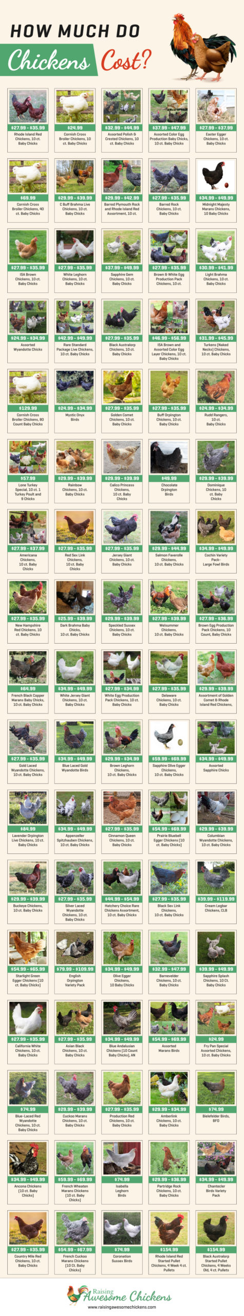 How Much do Chickens Cost INFOGRAPHIC