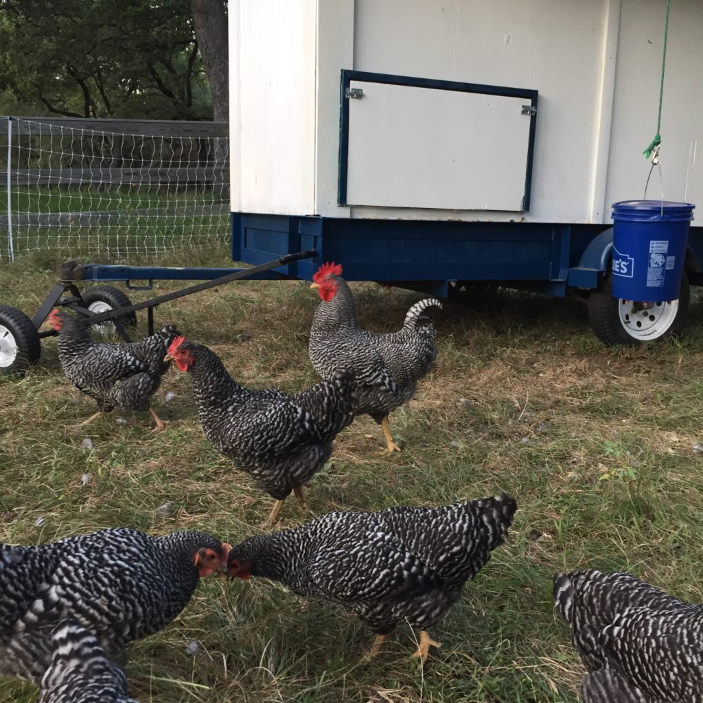 elevate chicken coop